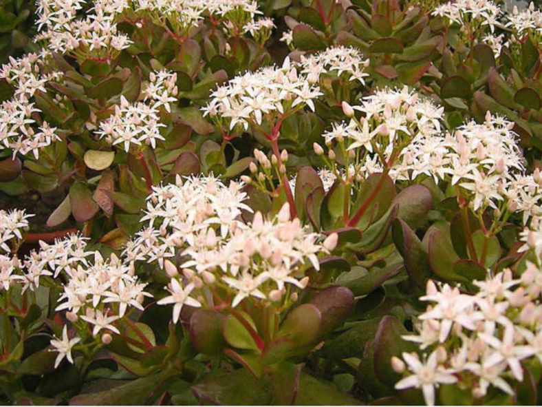 Crassula ovata 'Minima' - Miniature Jade Plant