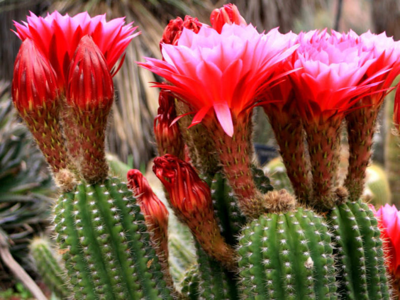 Soehrensia huascha (Red Torch Cactus) aka Echinopsis huascha or Trichocereus huascha