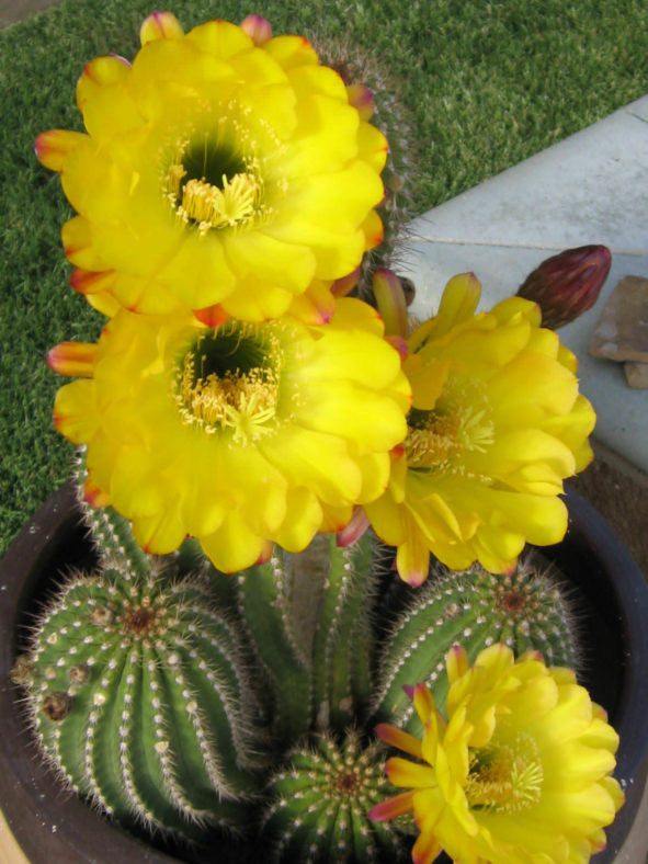 Soehrensia huascha (Red Torch Cactus) aka Echinopsis huascha or Trichocereus huascha