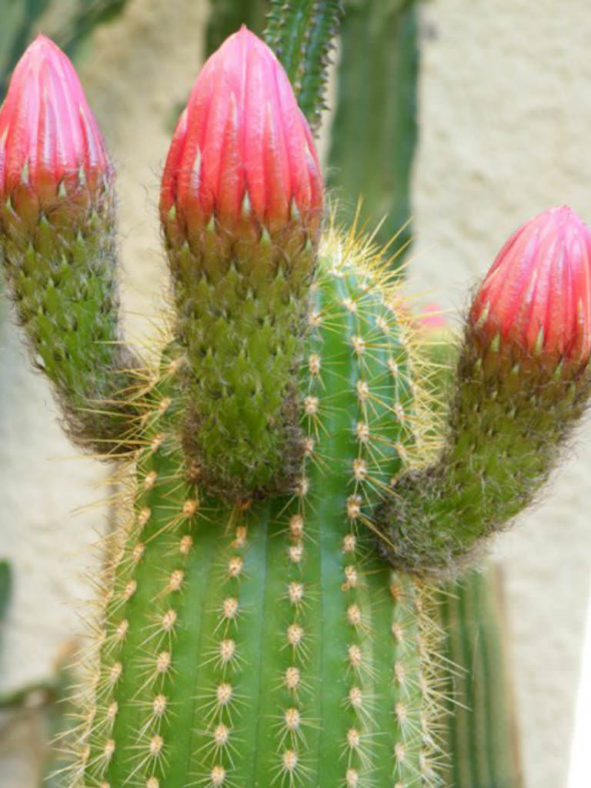 Soehrensia huascha (Red Torch Cactus) aka Echinopsis huascha or Trichocereus huascha
