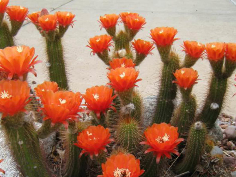 Soehrensia huascha (Red Torch Cactus) aka Echinopsis huascha or Trichocereus huascha