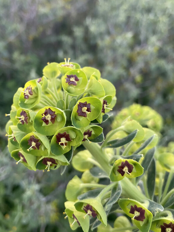 Euphorbia characias (Mediterranean Spurge)