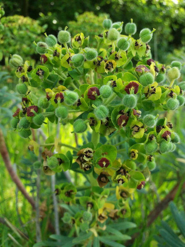 Euphorbia characias (Mediterranean Spurge)