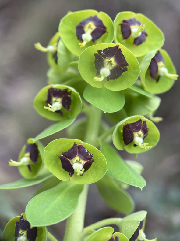 Euphorbia characias (Mediterranean Spurge)