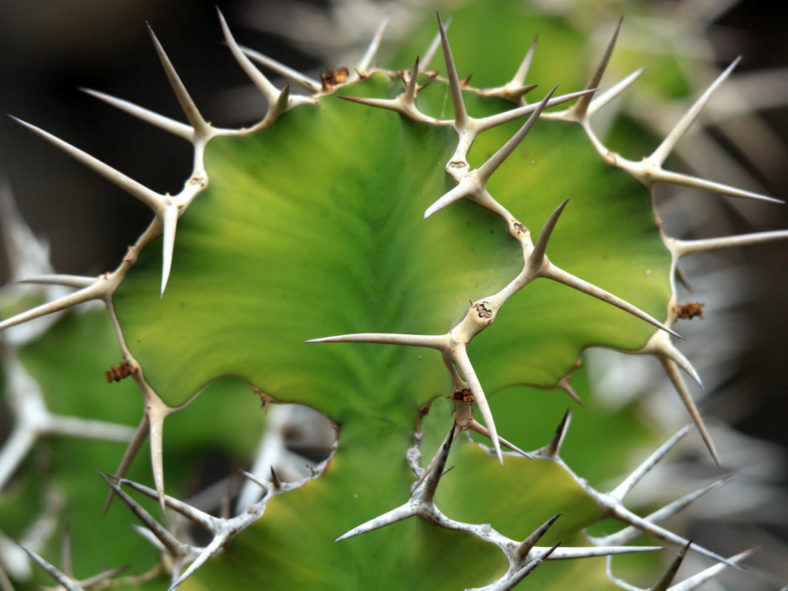 Euphorbia grandicornis (Cow's Horn)