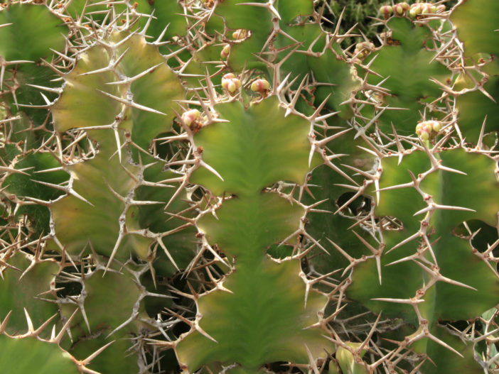 Euphorbia grandicornis (Cow's Horn)