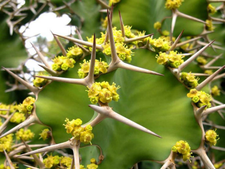 Euphorbia grandicornis (Cow's Horn)