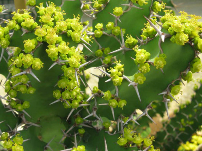 Euphorbia grandicornis (Cow's Horn)