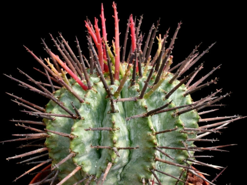 Euphorbia horrida (African Milk Barrel)