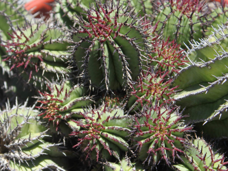 Euphorbia horrida (African Milk Barrel)