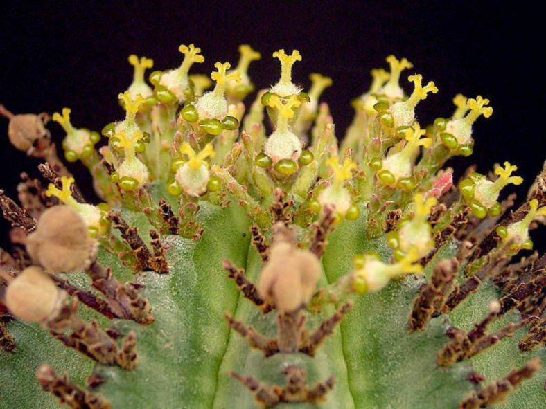 Euphorbia horrida (African Milk Barrel)