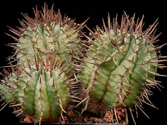 Euphorbia horrida (African Milk Barrel)