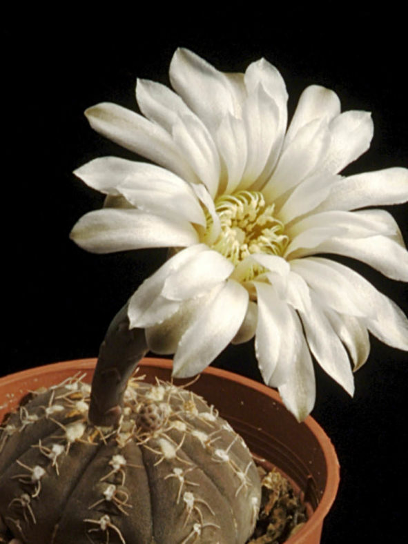 Gymnocalycium ragonesei