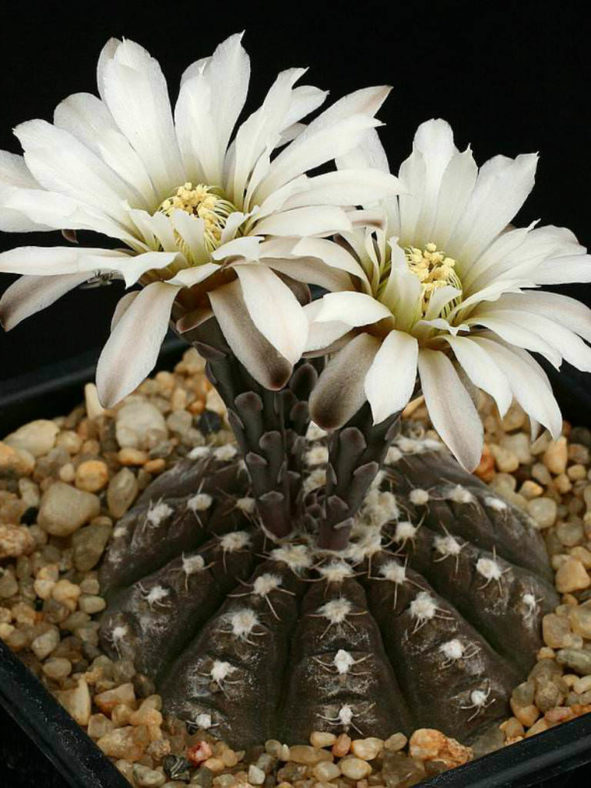 Gymnocalycium ragonesei