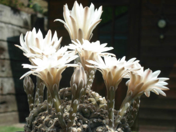 Gymnocalycium ragonesei