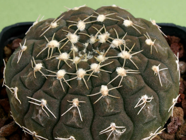 Gymnocalycium ragonesei
