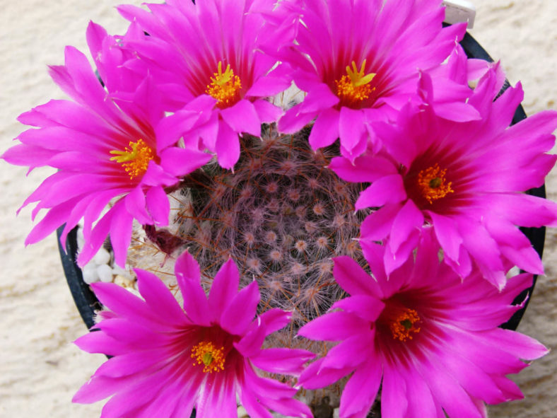 Mammillaria guelzowiana