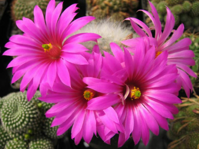 Mammillaria guelzowiana