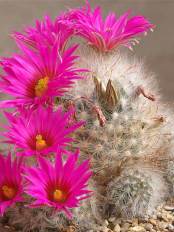 Mammillaria guelzowiana
