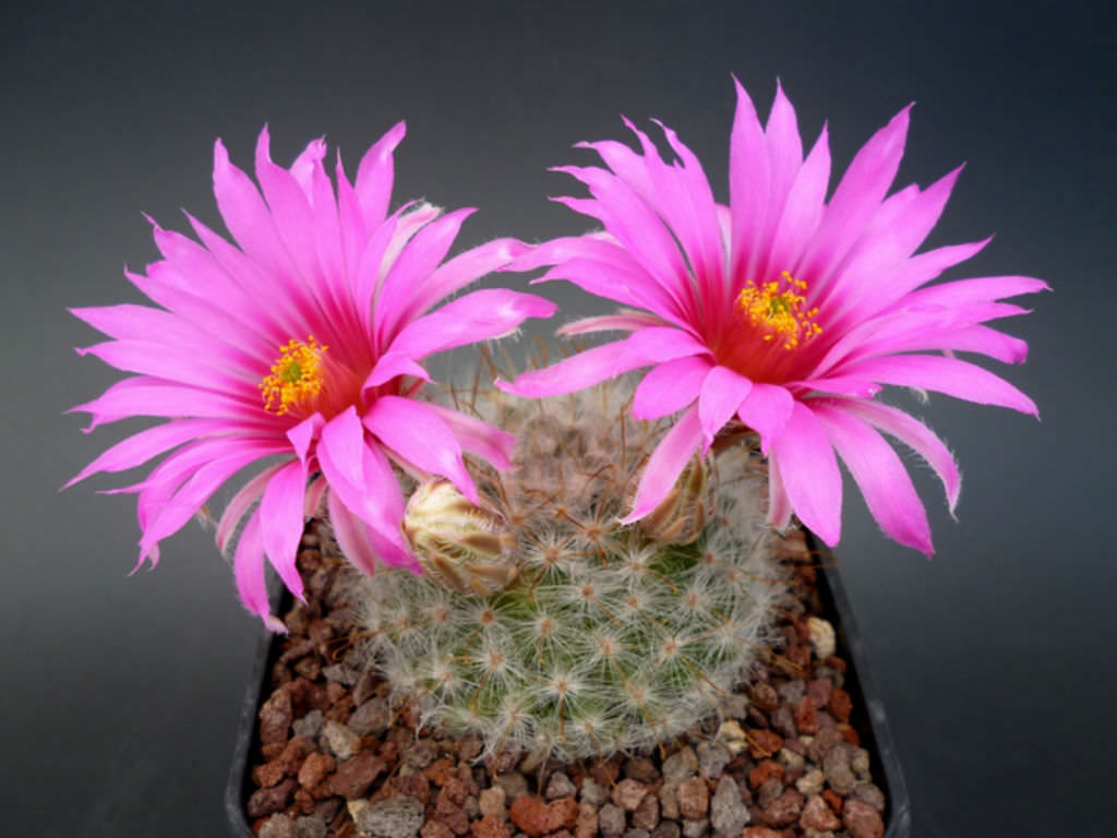 Mammillaria guelzowiana