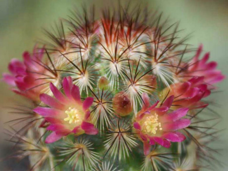 Mammillaria microhelia