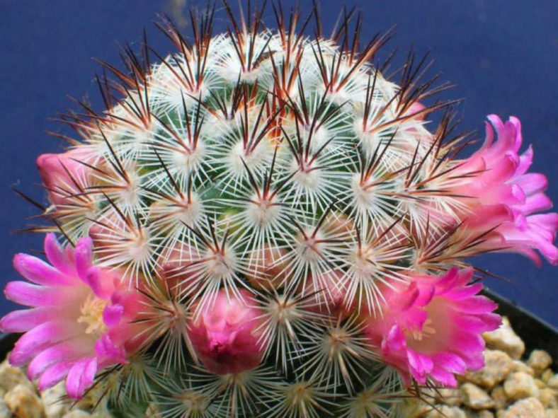 Mammillaria microhelia