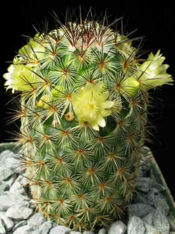 Mammillaria microhelia