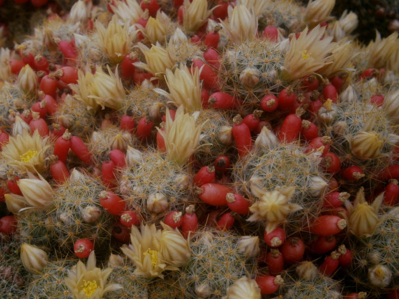 Mammillaria prolifera (Texas Nipple Cactus)
