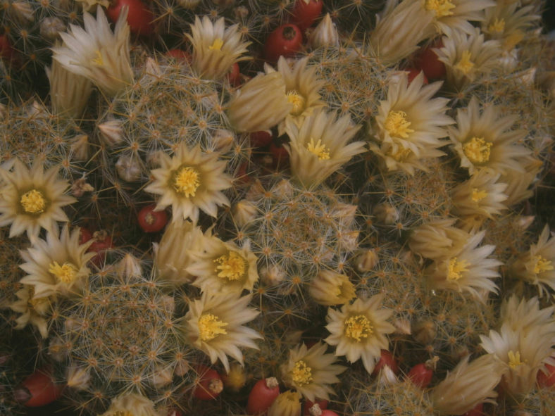 Mammillaria prolifera (Texas Nipple Cactus)