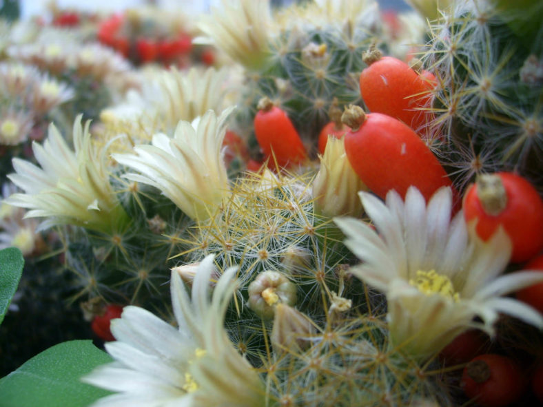 Mammillaria prolifera (Texas Nipple Cactus)