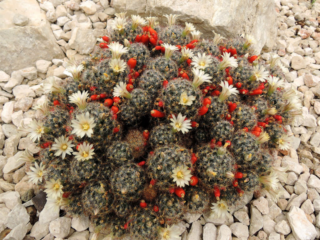 Mammillaria prolifera (Texas Nipple Cactus)