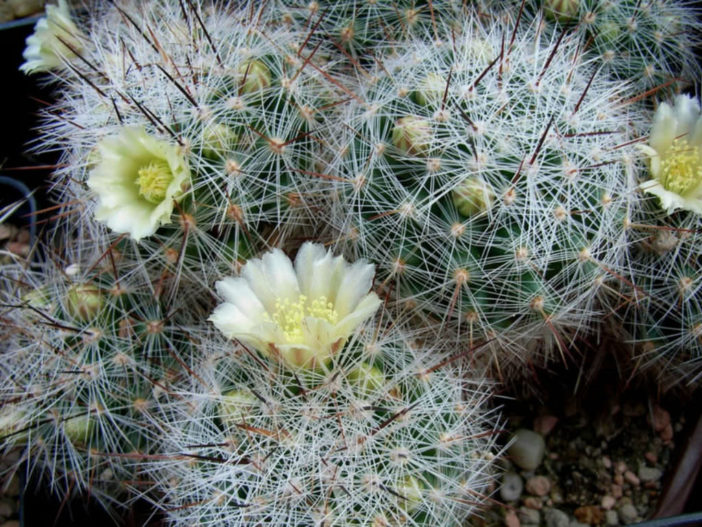 Mammillaria vetula