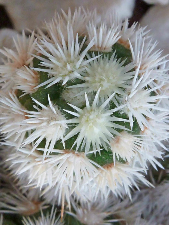 Mammillaria vetula subsp. gracilis 'Arizona Snowcap' aka Mammillaria gracilis 'Arizona Snowcap'