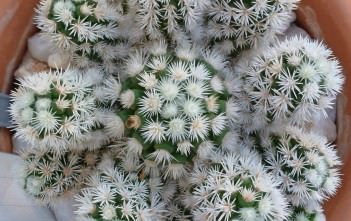 Mammillaria vetula subsp. gracilis 'Arizona Snowcap' Mammillaria vetula subsp. gracilis 'Arizona Snowcap'