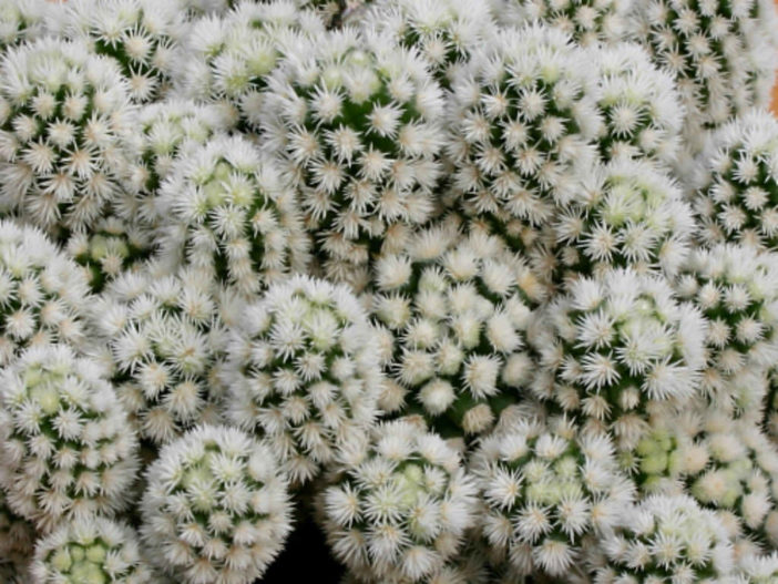 Mammillaria vetula subsp. gracilis 'Arizona Snowcap' - World of Succulents