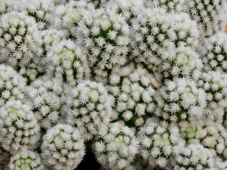 Mammillaria vetula subsp. gracilis 'Arizona Snowcap' aka Mammillaria gracilis 'Arizona Snowcap'