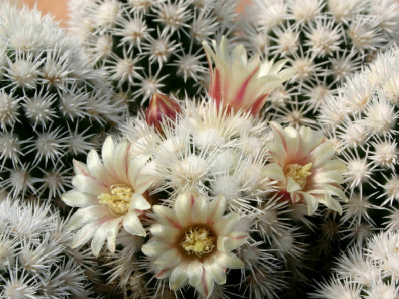 Mammillaria vetula subsp. gracilis 'Arizona Snowcap' aka Mammillaria gracilis 'Arizona Snowcap'