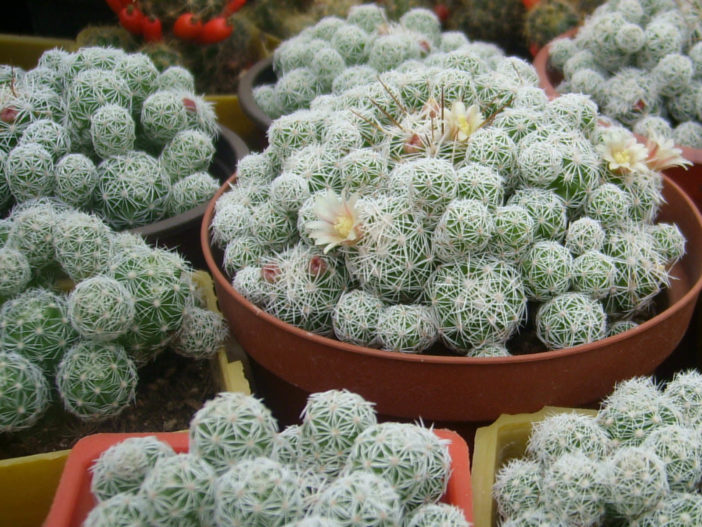 Mammillaria vetula subsp. gracilis