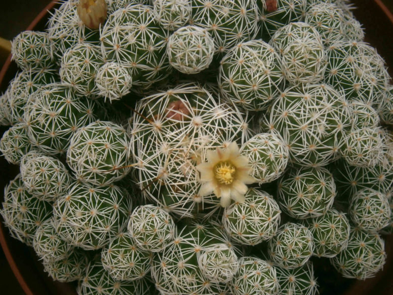 Mammillaria vetula subsp. gracilis