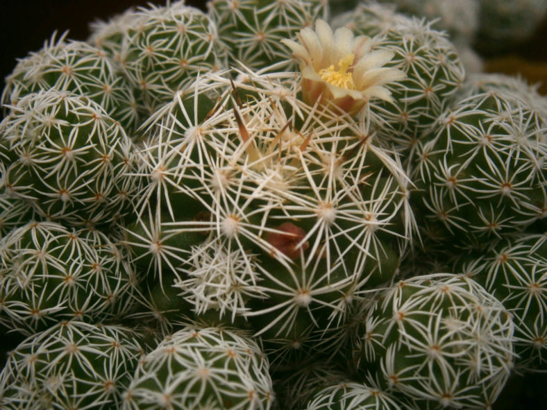 Mammillaria vetula subsp. gracilis
