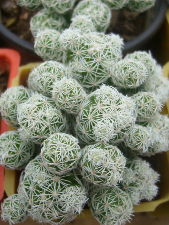Mammillaria vetula subsp. gracilis