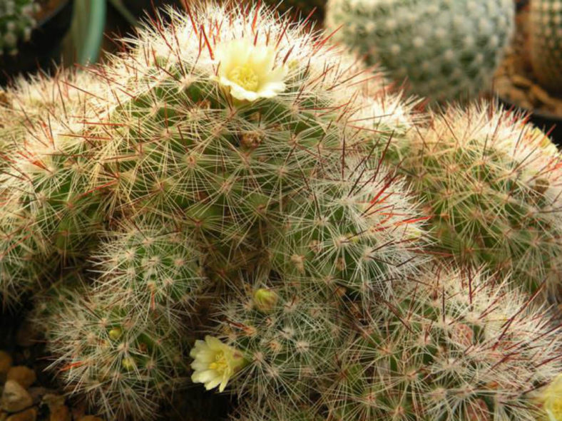 Mammillaria vetula