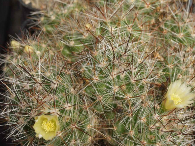Mammillaria vetula