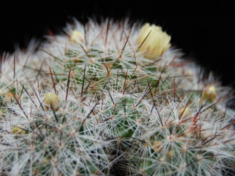 Mammillaria vetula