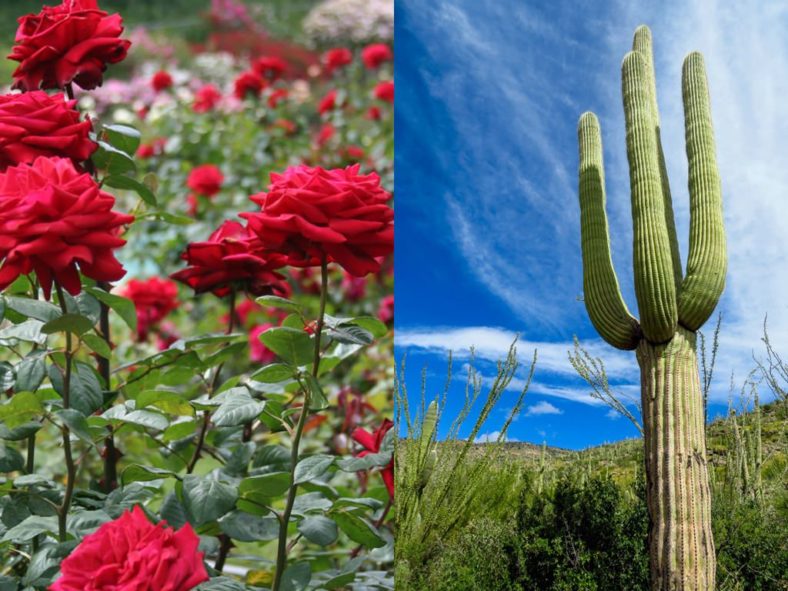 Red Rose and a Cactus