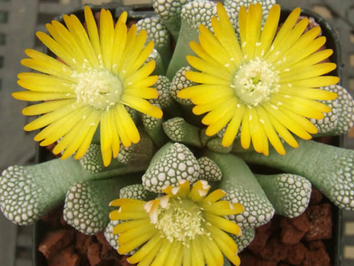 Titanopsis luederitzii