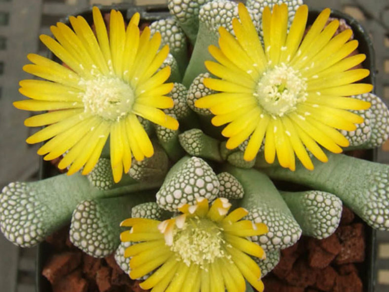 Titanopsis luederitzii