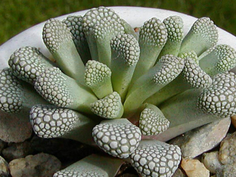 Titanopsis luederitzii