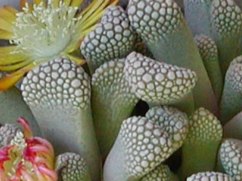 Titanopsis luederitzii