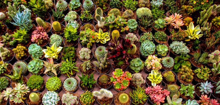 Succulents